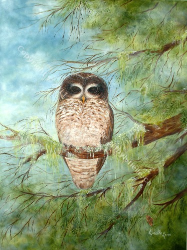Spotted Owl Old Growth Mist